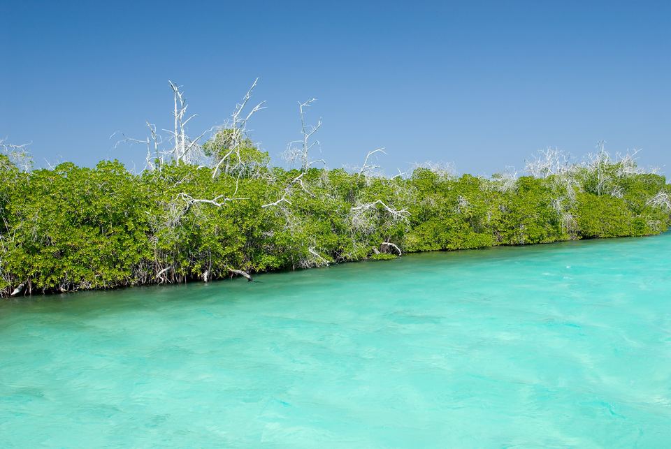 Mangroves at the water's edge on La Tortuga