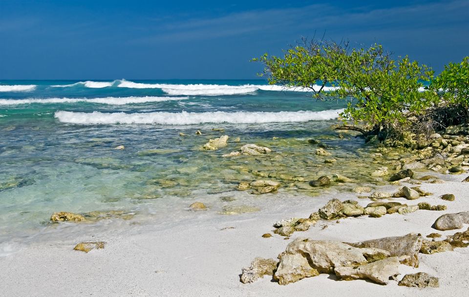 Rocky limestone shore with coastal vegetation on La Tortuga