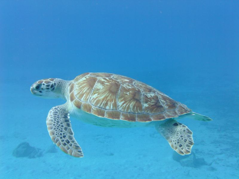 Tortuga verde nadando sobre el fondo marino